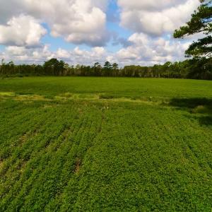 Photo #11 of SOLD property in Off Spruill Rd., Merritt, NC 33.0 acres