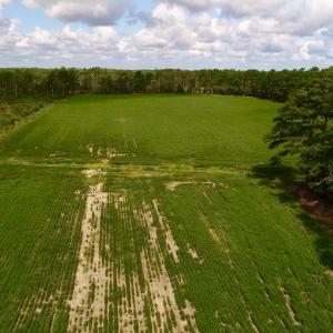 Photo #31 of SOLD property in Off Spruill Rd., Merritt, NC 33.0 acres