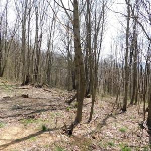 Photo #15 of US Hwy 19, Lebanon, VA 275.0 acres