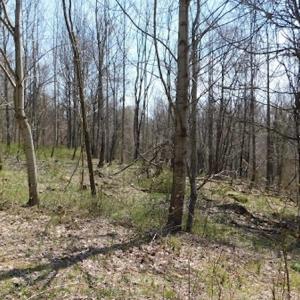 Photo #3 of US Hwy 19, Lebanon, VA 275.0 acres