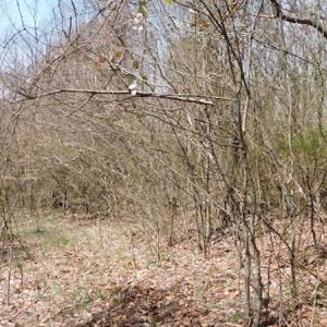 Photo #4 of US Hwy 19, Lebanon, VA 275.0 acres
