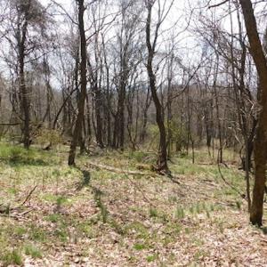 Photo #6 of US Hwy 19, Lebanon, VA 275.0 acres