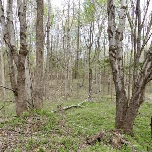 Photo #5 of SOLD property in 21 Davenport Rd, Cumberland, VA 5.0 acres