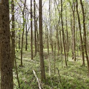 Photo #6 of SOLD property in 21 Davenport Rd, Cumberland, VA 5.0 acres