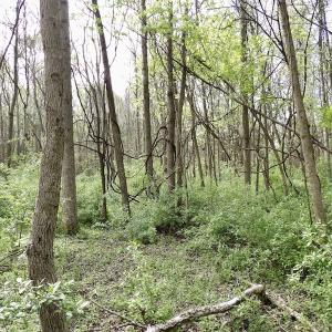 Photo #15 of SOLD property in 21 Davenport Rd, Cumberland, VA 5.0 acres