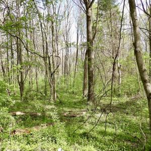 Photo #26 of SOLD property in 21 Davenport Rd, Cumberland, VA 5.0 acres