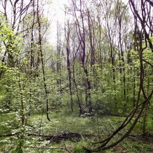 Photo #31 of SOLD property in 21 Davenport Rd, Cumberland, VA 5.0 acres
