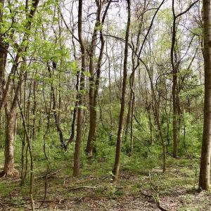 Photo #7 of SOLD property in 22 Davenport Rd, Cumberland, VA 5.0 acres