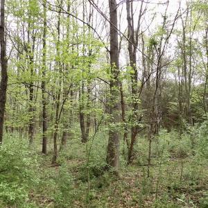 Photo #5 of SOLD property in 22 Davenport Rd, Cumberland, VA 5.0 acres