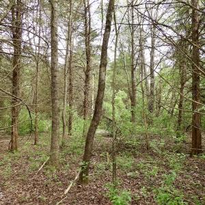 Photo #16 of SOLD property in 22 Davenport Rd, Cumberland, VA 5.0 acres
