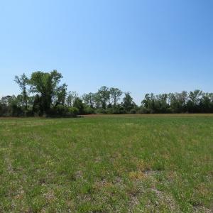 Photo #8 of SOLD property in Boyd Road, Fairmont, NC 20.1 acres