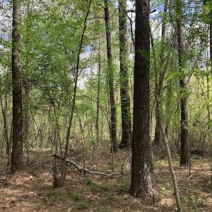 Photo #10 of SOLD property in Off Reges Store Road , Nashville, NC 27.1 acres