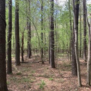 Photo #11 of SOLD property in Off Reges Store Road , Nashville, NC 27.1 acres