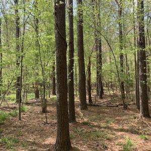 Photo #12 of SOLD property in Off Reges Store Road , Nashville, NC 27.1 acres