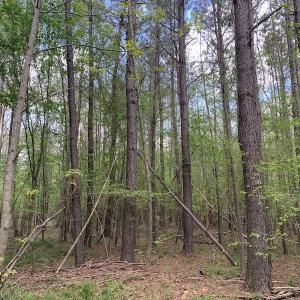 Photo #13 of SOLD property in Off Reges Store Road , Nashville, NC 27.1 acres