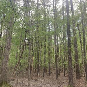 Photo #14 of SOLD property in Off Reges Store Road , Nashville, NC 27.1 acres