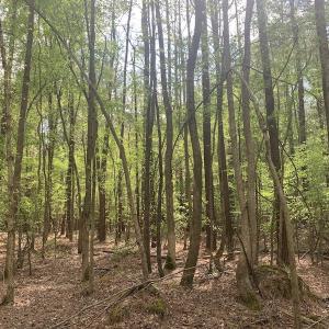 Photo #15 of SOLD property in Off Reges Store Road , Nashville, NC 27.1 acres