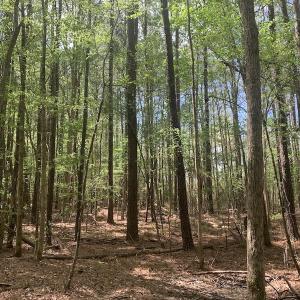 Photo #16 of SOLD property in Off Reges Store Road , Nashville, NC 27.1 acres