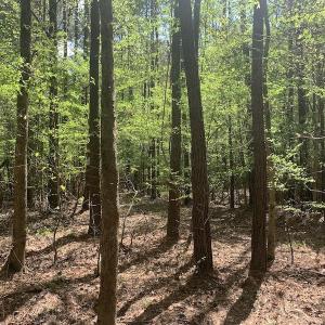 Photo #17 of SOLD property in Off Reges Store Road , Nashville, NC 27.1 acres