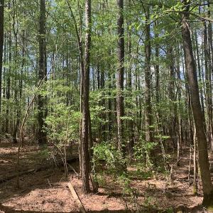 Photo #18 of SOLD property in Off Reges Store Road , Nashville, NC 27.1 acres