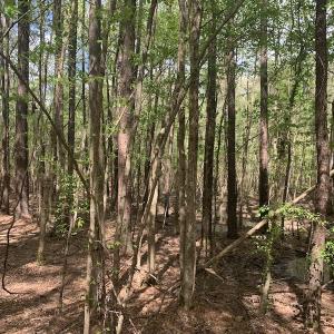 Photo #19 of SOLD property in Off Reges Store Road , Nashville, NC 27.1 acres