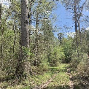 Photo #3 of SOLD property in Off Reges Store Road , Nashville, NC 27.1 acres