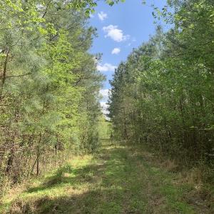 Photo #4 of SOLD property in Off Reges Store Road , Nashville, NC 27.1 acres