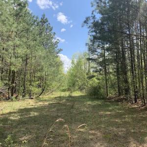 Photo #5 of SOLD property in Off Reges Store Road , Nashville, NC 27.1 acres