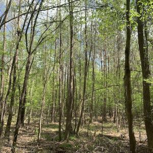 Photo #6 of SOLD property in Off Reges Store Road , Nashville, NC 27.1 acres