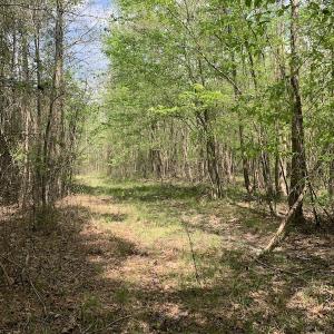 Photo #7 of SOLD property in Off Reges Store Road , Nashville, NC 27.1 acres