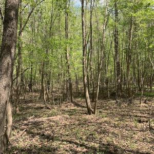 Photo #8 of SOLD property in Off Reges Store Road , Nashville, NC 27.1 acres