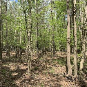 Photo #9 of SOLD property in Off Reges Store Road , Nashville, NC 27.1 acres