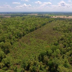 Photo #11 of SOLD property in Off Lewis Haddock Road , Grifton, NC 46.7 acres