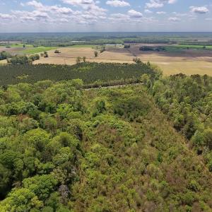 Photo #18 of SOLD property in Off Lewis Haddock Road , Grifton, NC 46.7 acres