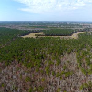 Photo #3 of SOLD property in 1975 Old Tram Road, Whiteville , NC 78.0 acres