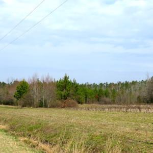 Photo #6 of SOLD property in 1975 Old Tram Road, Whiteville , NC 78.0 acres