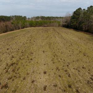Photo #7 of SOLD property in 1975 Old Tram Road, Whiteville , NC 78.0 acres