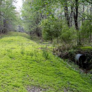 Photo #11 of SOLD property in Off Campground Road , Dunn , NC 14.9 acres