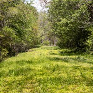 Photo #4 of SOLD property in Off Campground Road , Dunn , NC 14.9 acres