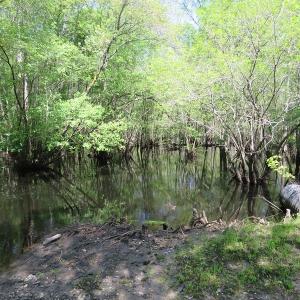 Photo #11 of SOLD property in Causey Rd, Nichols, SC 167.5 acres