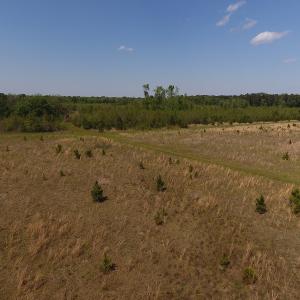 Photo #13 of SOLD property in Causey Rd, Nichols, SC 167.5 acres