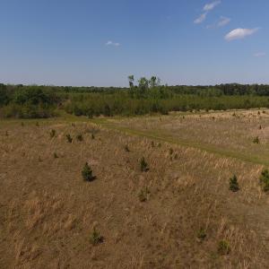 Photo #13 of SOLD property in Causey Rd, Nichols, SC 167.5 acres