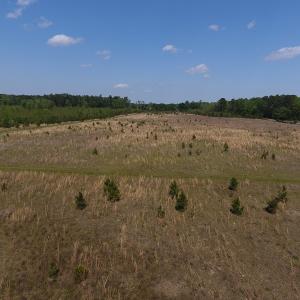 Photo #20 of SOLD property in Causey Rd, Nichols, SC 167.5 acres