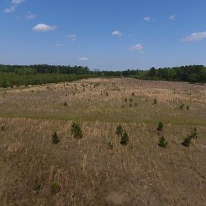 Photo #20 of SOLD property in Causey Rd, Nichols, SC 167.5 acres