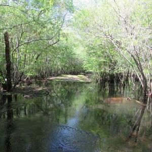 Photo #4 of SOLD property in Causey Rd, Nichols, SC 167.5 acres
