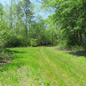 Photo #6 of SOLD property in Causey Rd, Nichols, SC 167.5 acres