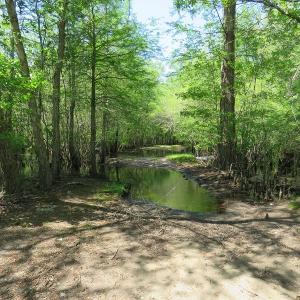 Photo #8 of SOLD property in Causey Rd, Nichols, SC 167.5 acres