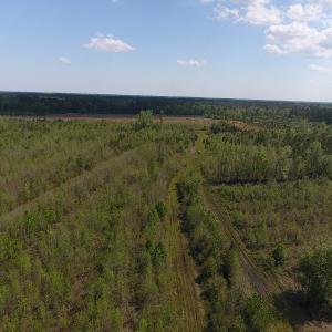 Photo #9 of SOLD property in Causey Rd, Nichols, SC 167.5 acres