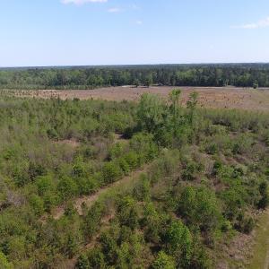 Photo #10 of SOLD property in Causey Rd, Nichols, SC 167.5 acres