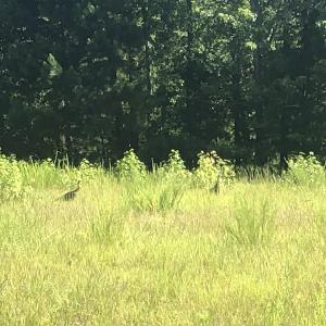 Photo #16 of SOLD property in 3422 SC 41, Mullins, SC 111.0 acres